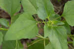 Cucumberleaf sunflower